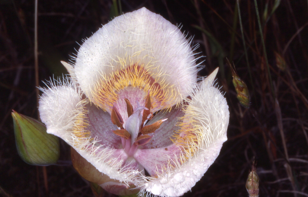 Calochortus coxii Calochortus coxii