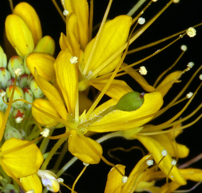 Cleomella lutea