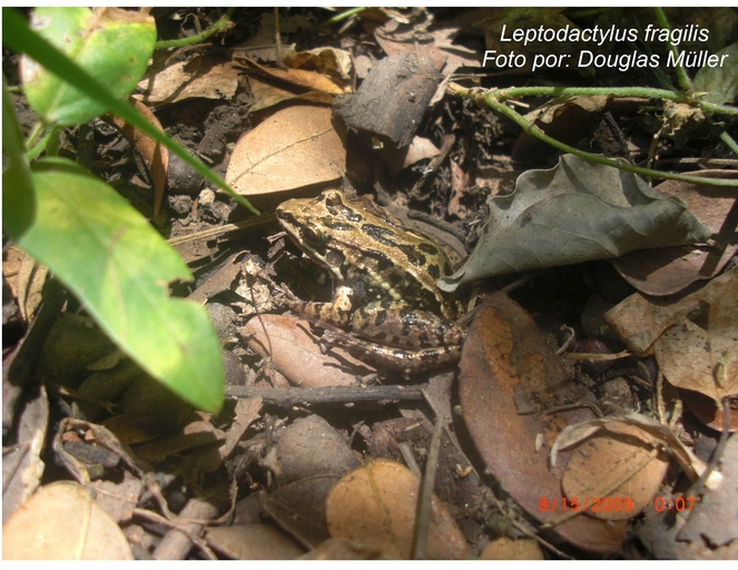 Leptodactylus fragilis