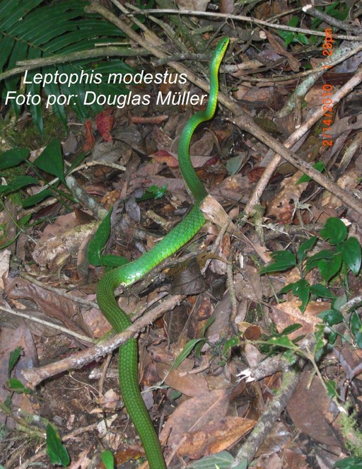 Leptophis modestus