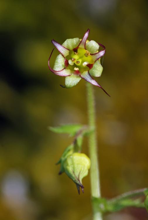 Bolandra californica