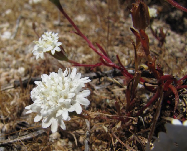 Chaenactis fremontii Chaenactis fremontii