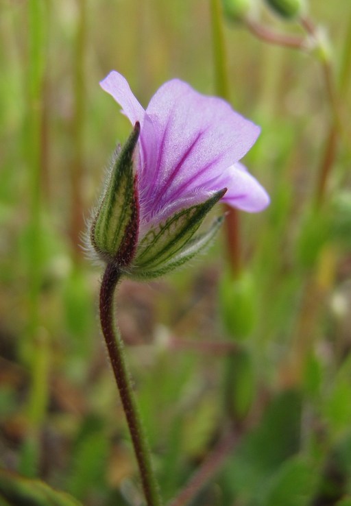 Erodium botrys Erodium botrys