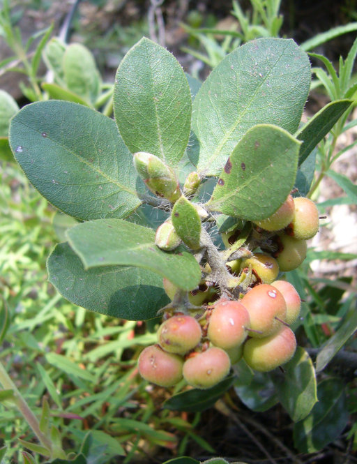 Arctostaphylos confertiflora