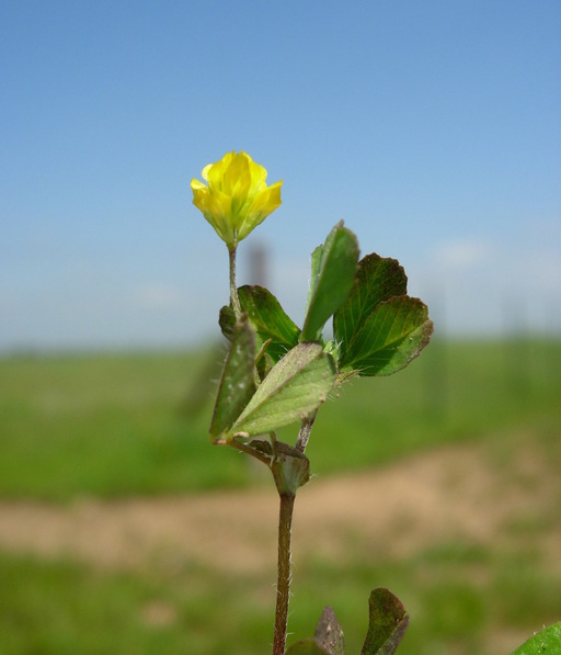 Trifolium dubium