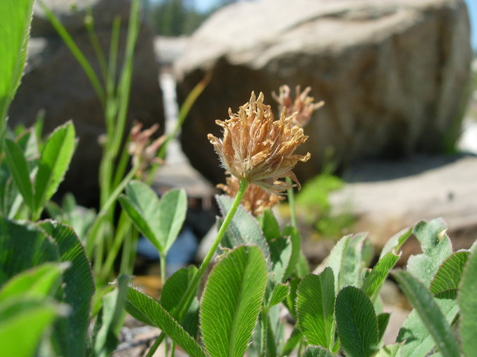 Trifolium longipes