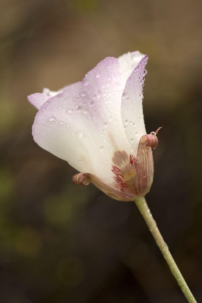 Calochortus simulans Calochortus simulans