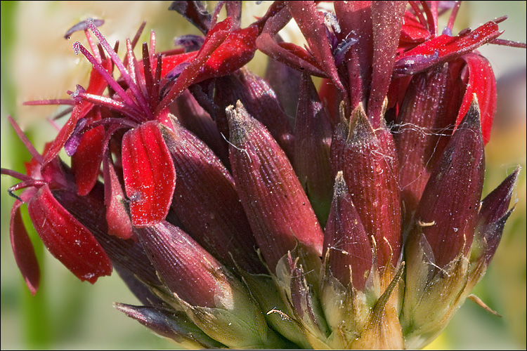 Dianthus sanguineus