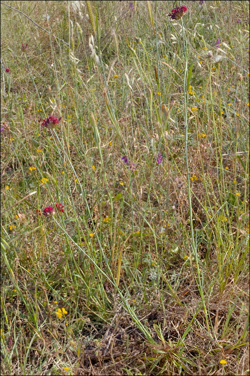 Dianthus sanguineus