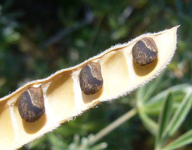 Lupinus arboreus