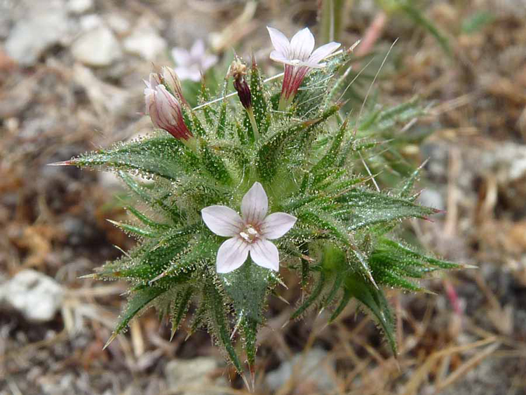 Navarretia atractyloides