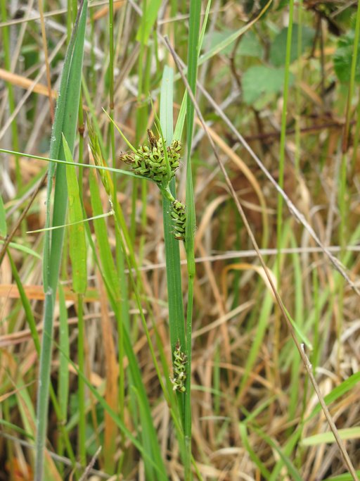 Carex saliniformis