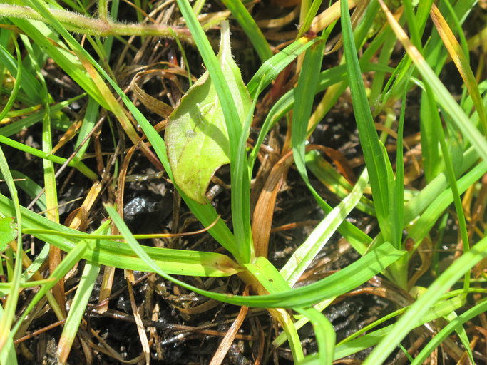Carex saliniformis