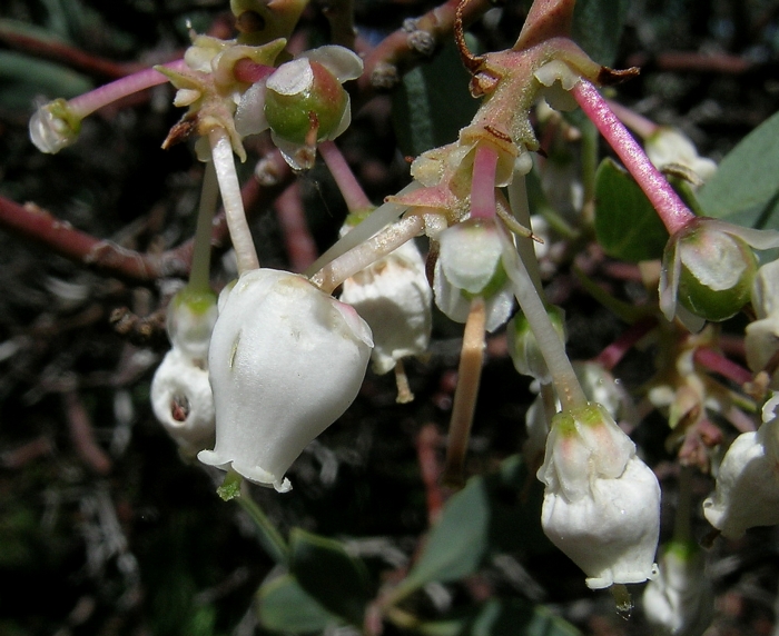 Arctostaphylos mewukka ssp. mewukka