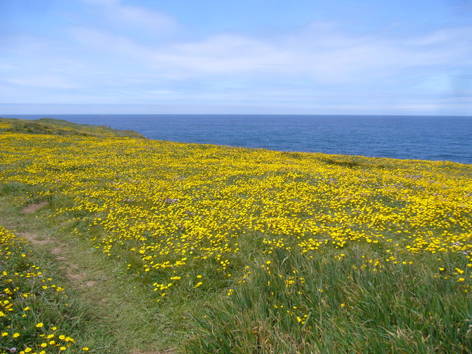 Lasthenia californica ssp. macrantha