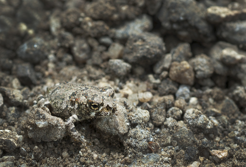 Anaxyrus boreas halophilus Anaxyrus boreas halophilus