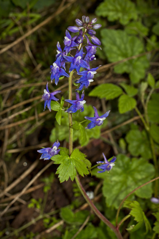 Delphinium bakeri Delphinium bakeri