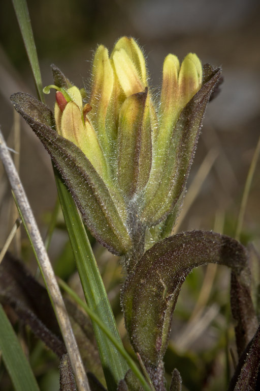 Castilleja affinis ssp. neglecta Castilleja affinis ssp. neglecta
