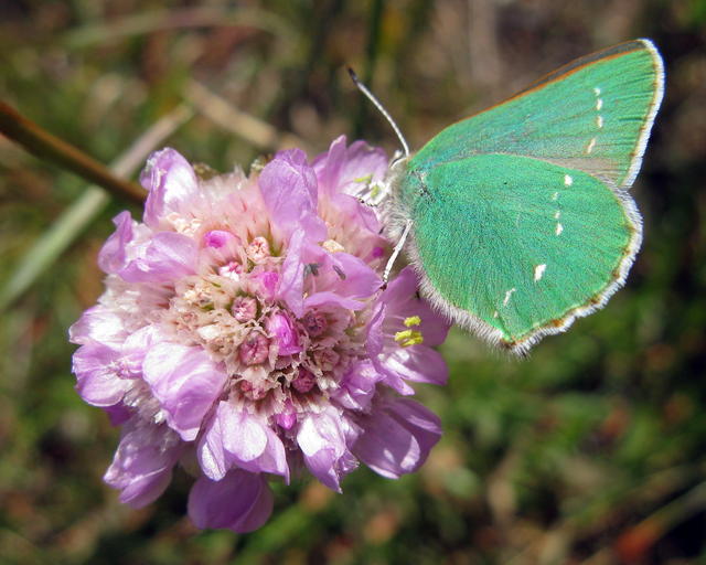 Callophrys dumetorum