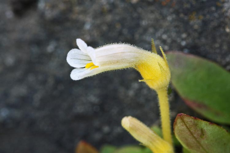 Orobanche uniflora