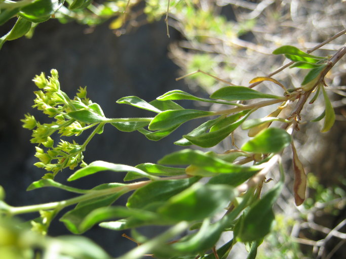 Dedeckera eurekensis