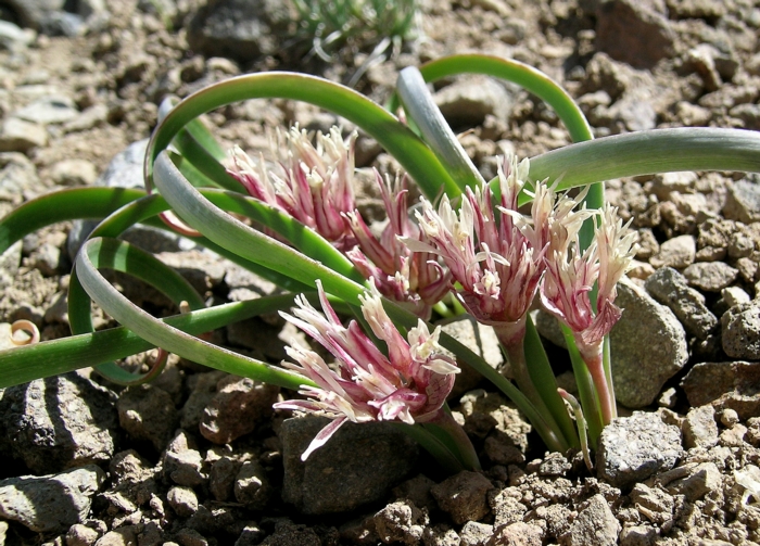 Allium anceps