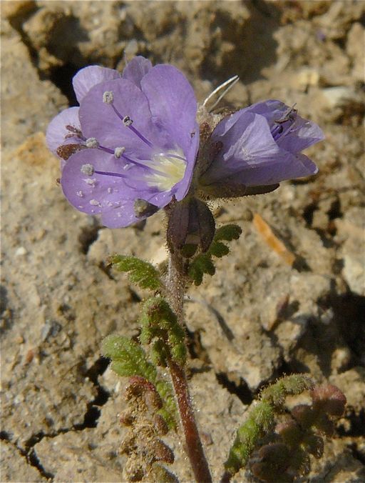 Phacelia ciliata