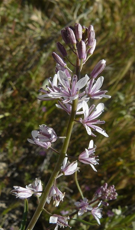 Caulanthus anceps
