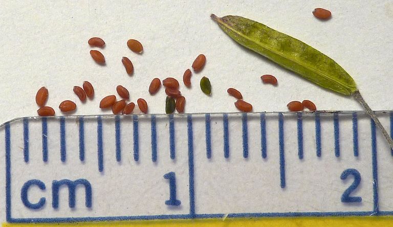 Descurainia pinnata