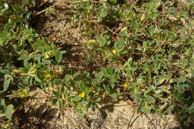 Acmispon wrangelianus