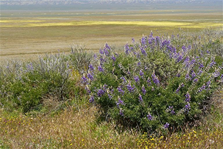 Lupinus excubitus