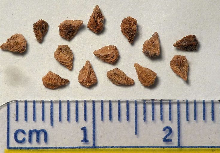 Amsinckia tessellata var. tessellata