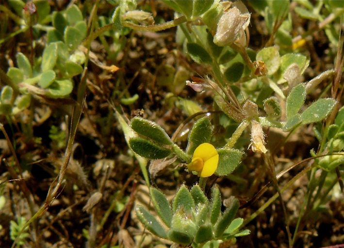 Acmispon wrangelianus