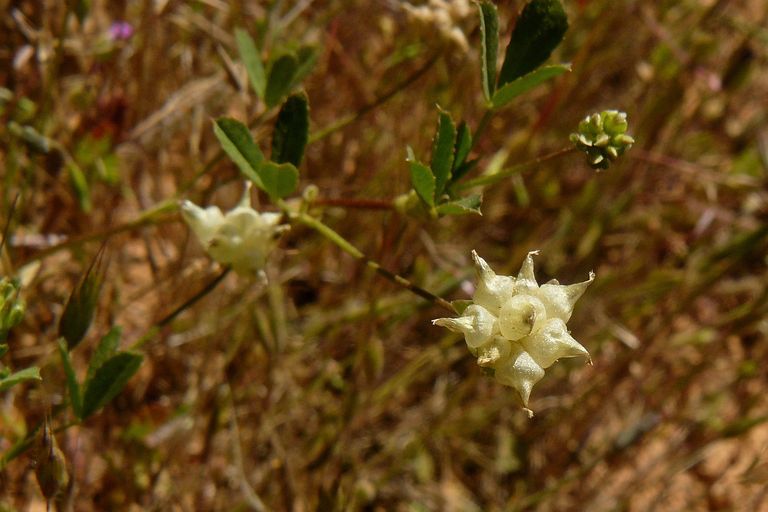 Trifolium depauperatum var. truncatum