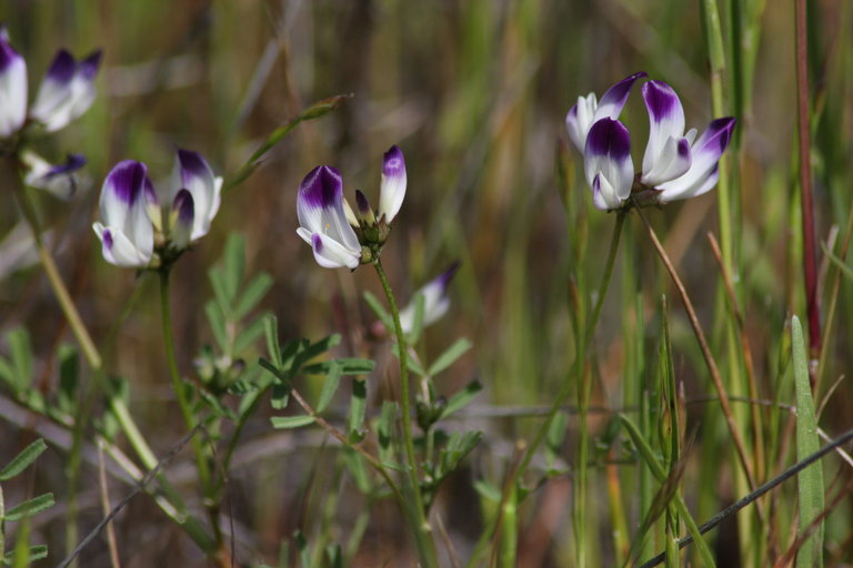 Astragalus claranus Astragalus claranus