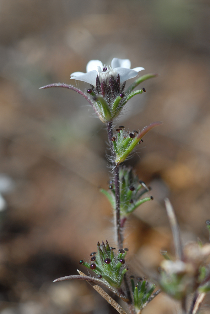 Calycadenia villosa