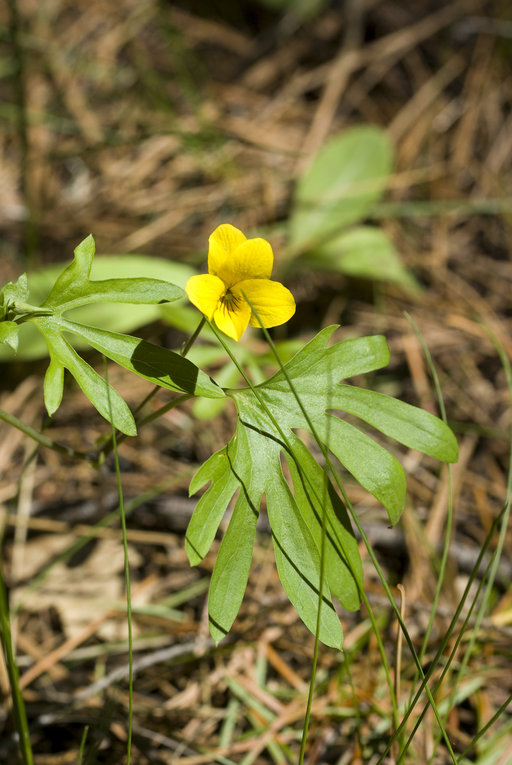 Viola lobata ssp. lobata