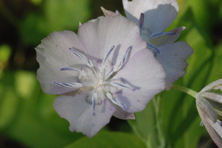 Calochortus minimus x nudus Calochortus minimus x nudus