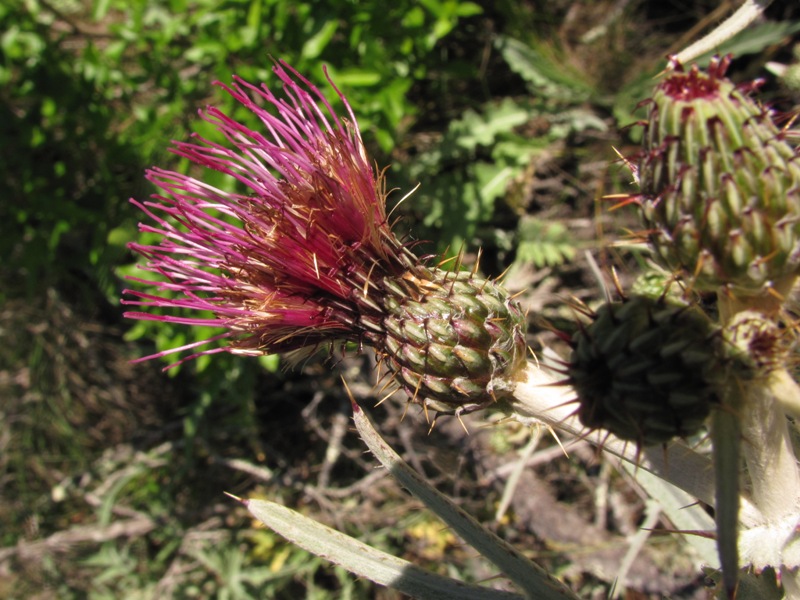 Cirsium douglasii