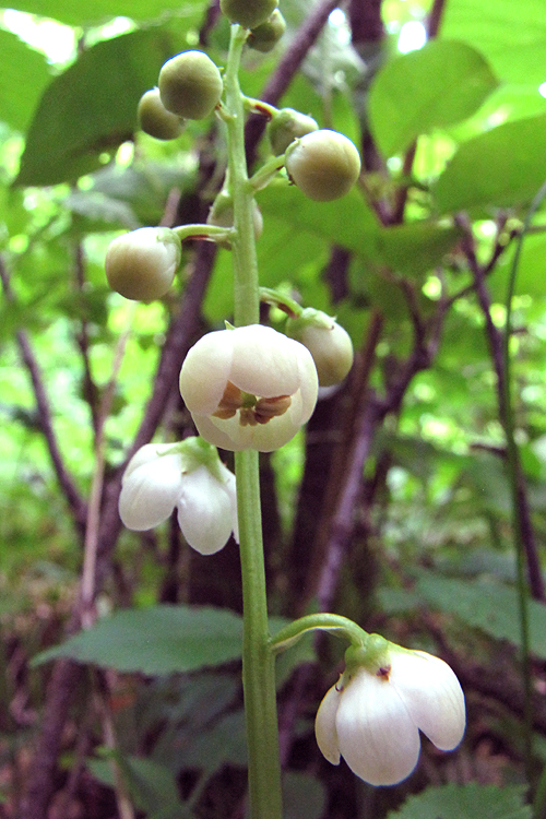 Pyrola elliptica Pyrola elliptica