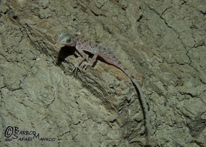 Cyrtopodion kachhense Cyrtopodion kachhense