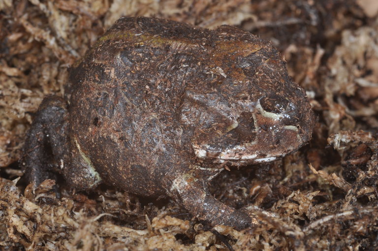 Ceratophrys stolzmanni