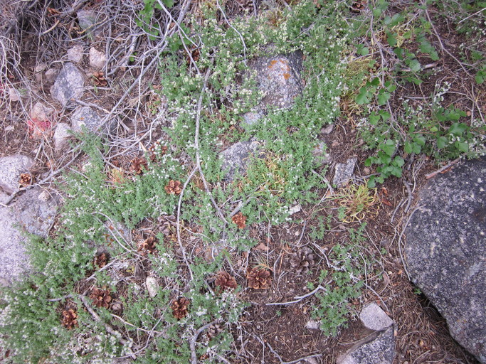 Galium hilendiae ssp. kingstonense