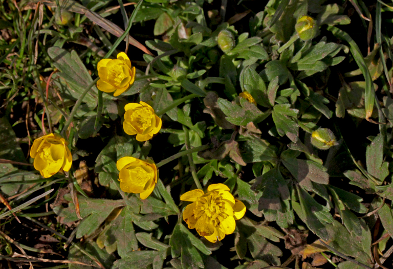 Ranunculus californicus var. cuneatus