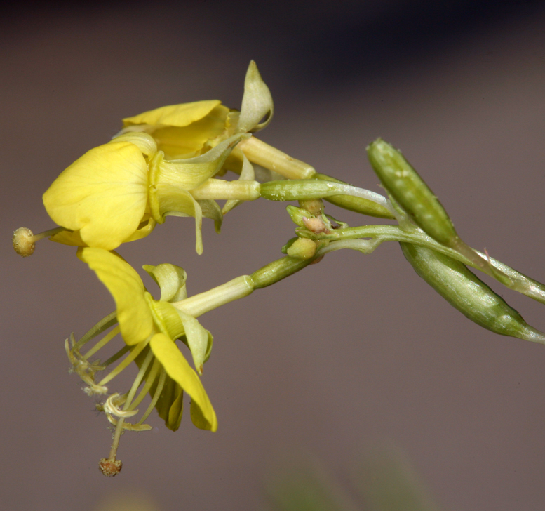 Chylismia claviformis ssp. lancifolia