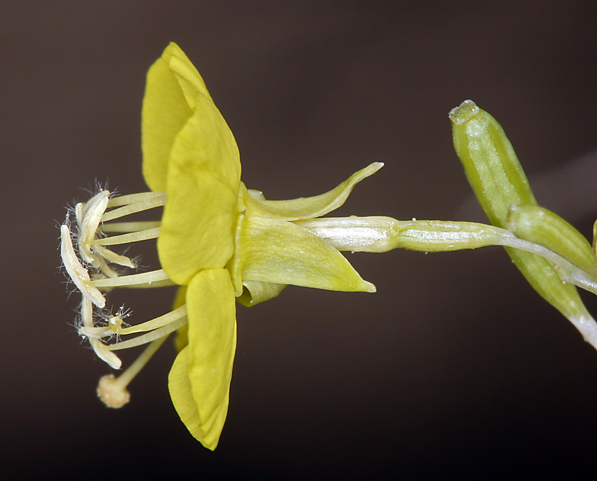 Chylismia claviformis ssp. lancifolia