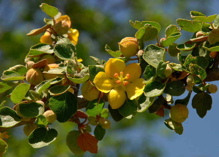 Fremontodendron californicum