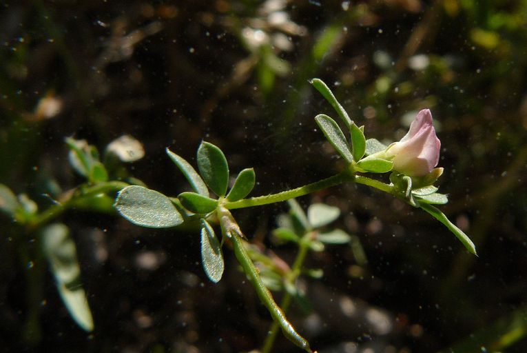 Acmispon parviflorus