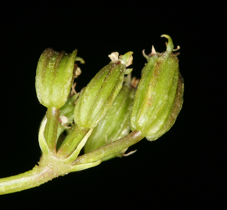 Cymopterus terebinthinus var. petraeus Cymopterus terebinthinus var. petraeus