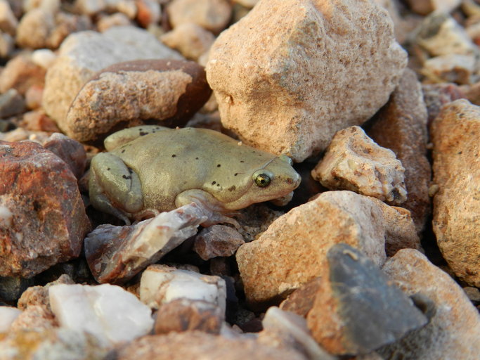 Gastrophryne olivacea Gastrophryne olivacea